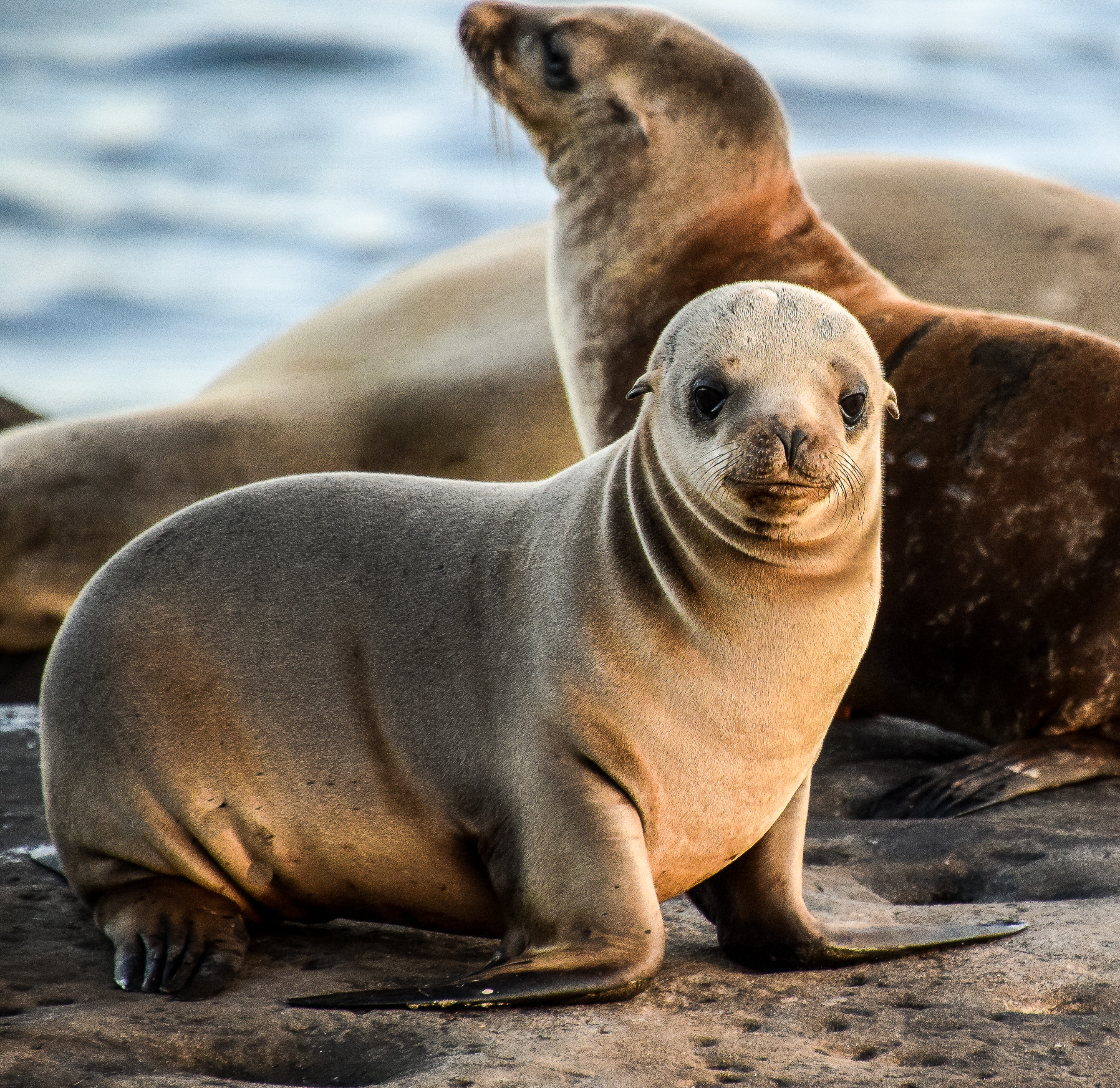 A baby sea lion is resting along the cliffs in La Jolla in this file photo. (Credit: iStock/Getty Images)