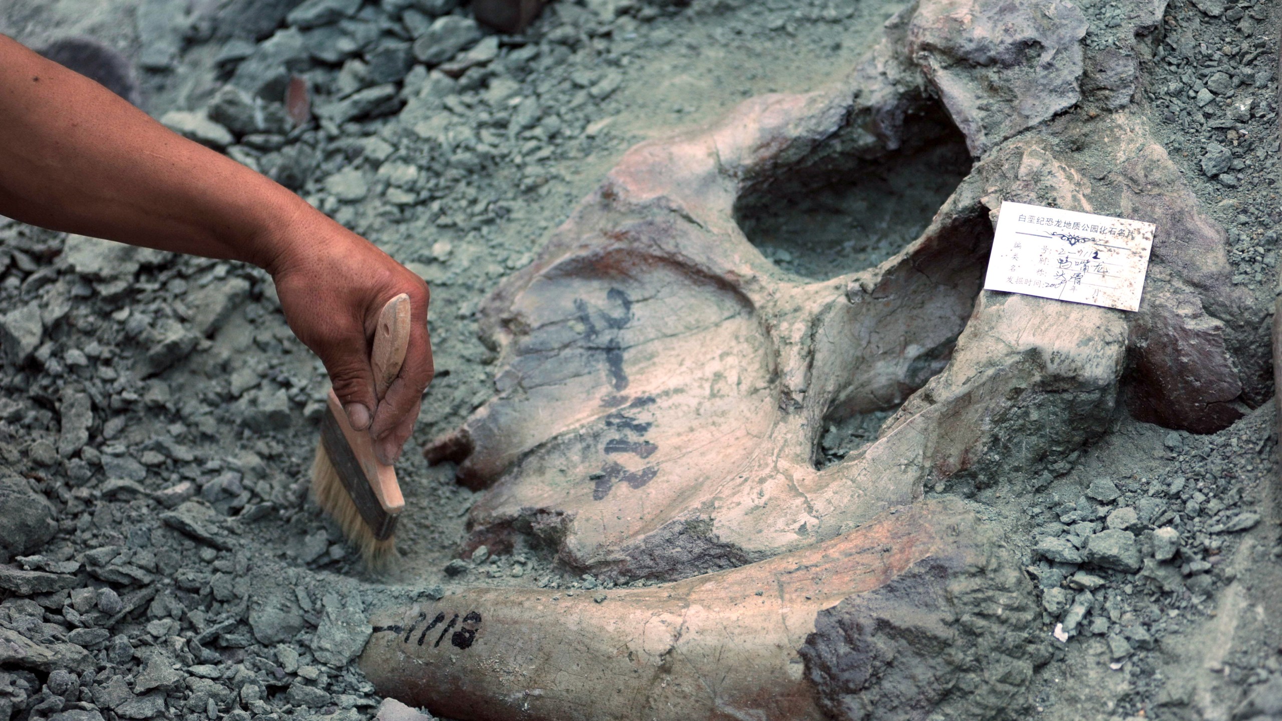 A dinosaur bone fossil is uncovered in China's Shandong province on Oct. 11, 2009. (Credit: STR/AFP/Getty Images)