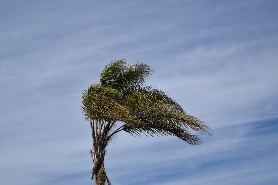 A palm tree sways as wind blows in California. (Credit: Getty Images)