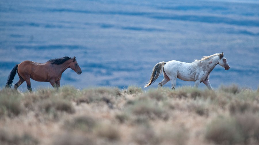 Two wild horses gallop in Lassen County near Susanville. (Credit::Hector Amezcua/Sacramento Bee/Getty Images)