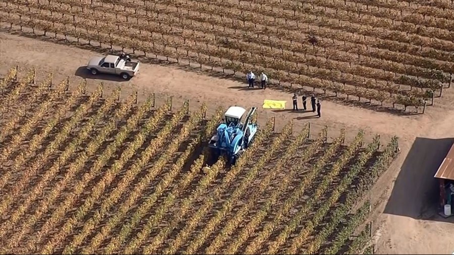 A Napa vineyard worker was killed in an accident involving a grape harvesting machine, authorities said. (Credit: KPIX via CNN Wire)