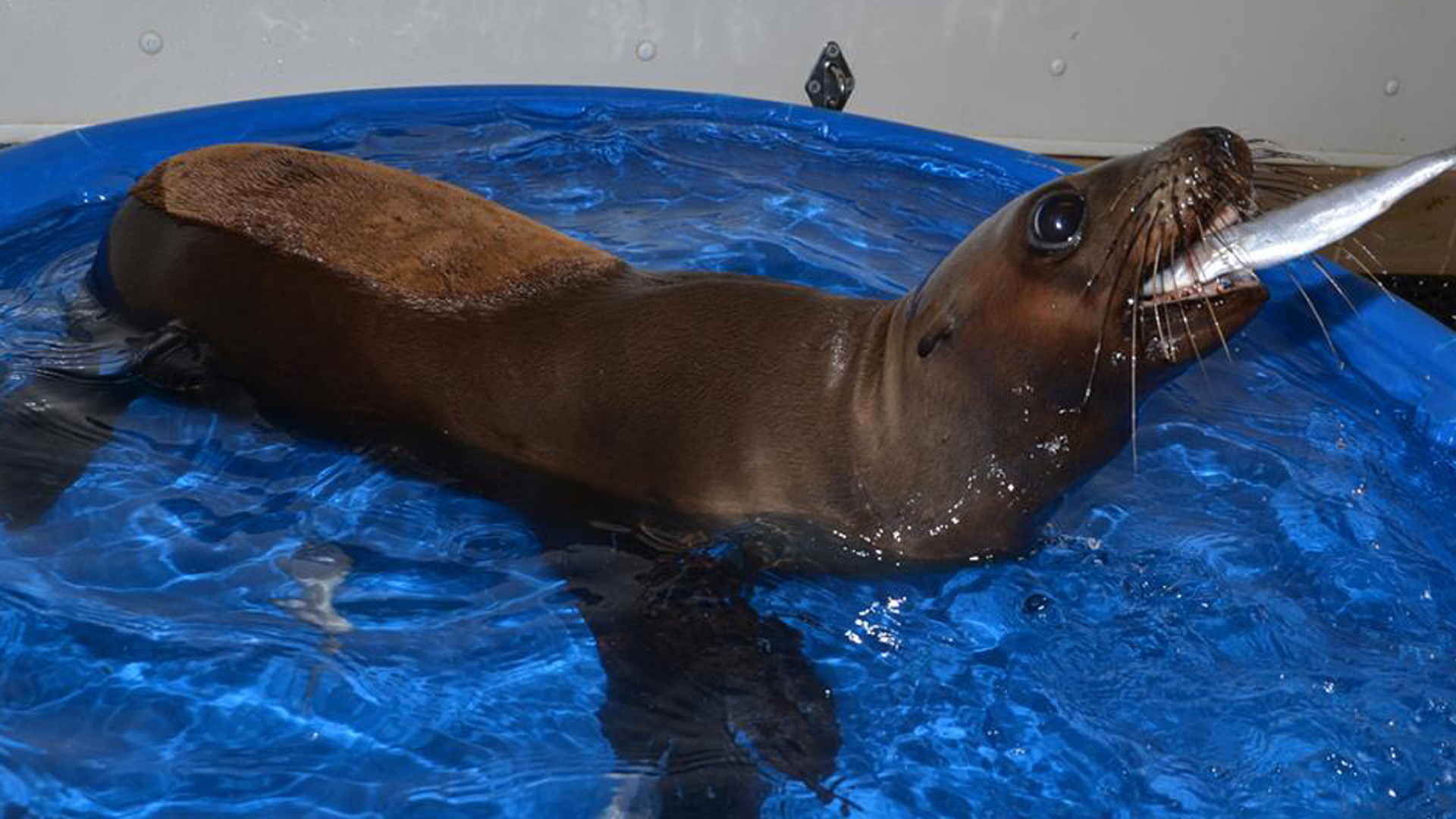 Raptor, a sea lion rescued from the shores of Huntington Beach in June 2018, is seen in this photo posted to Facebook by the Pacific Marine Mammal Center on July 5, 2018.