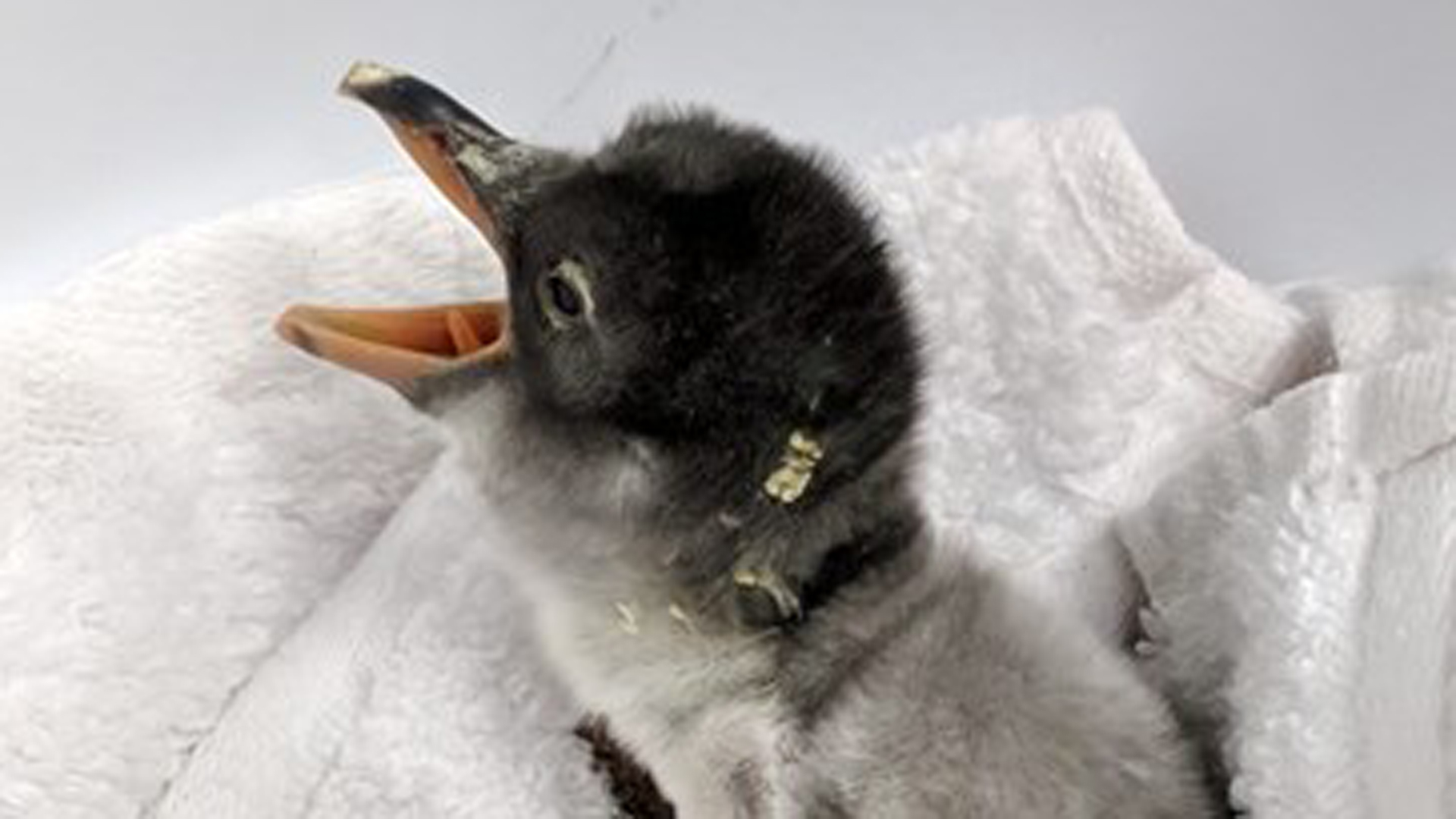 Sea Life Sydney Aquarium tweeted this image of a penguin chick on Oct. 25, 2018.