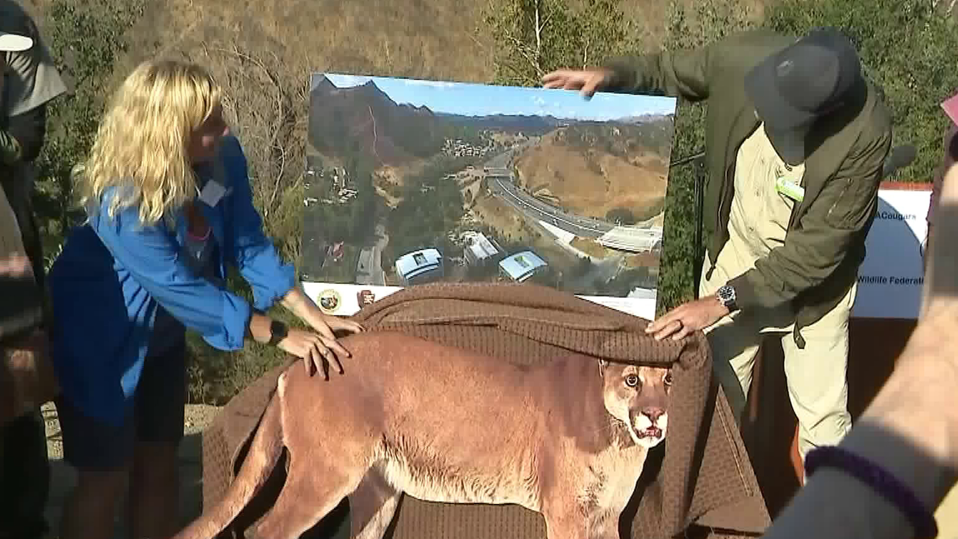 Wildlife officials unveiled a new image of the 101 Freeway wildlife overpass on Oct. 23, 2018. (KTLA)