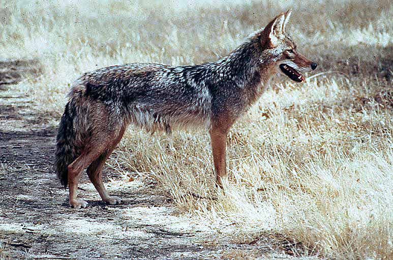 A file photo from the California Department of Fish and Wildlife shows a coyote.