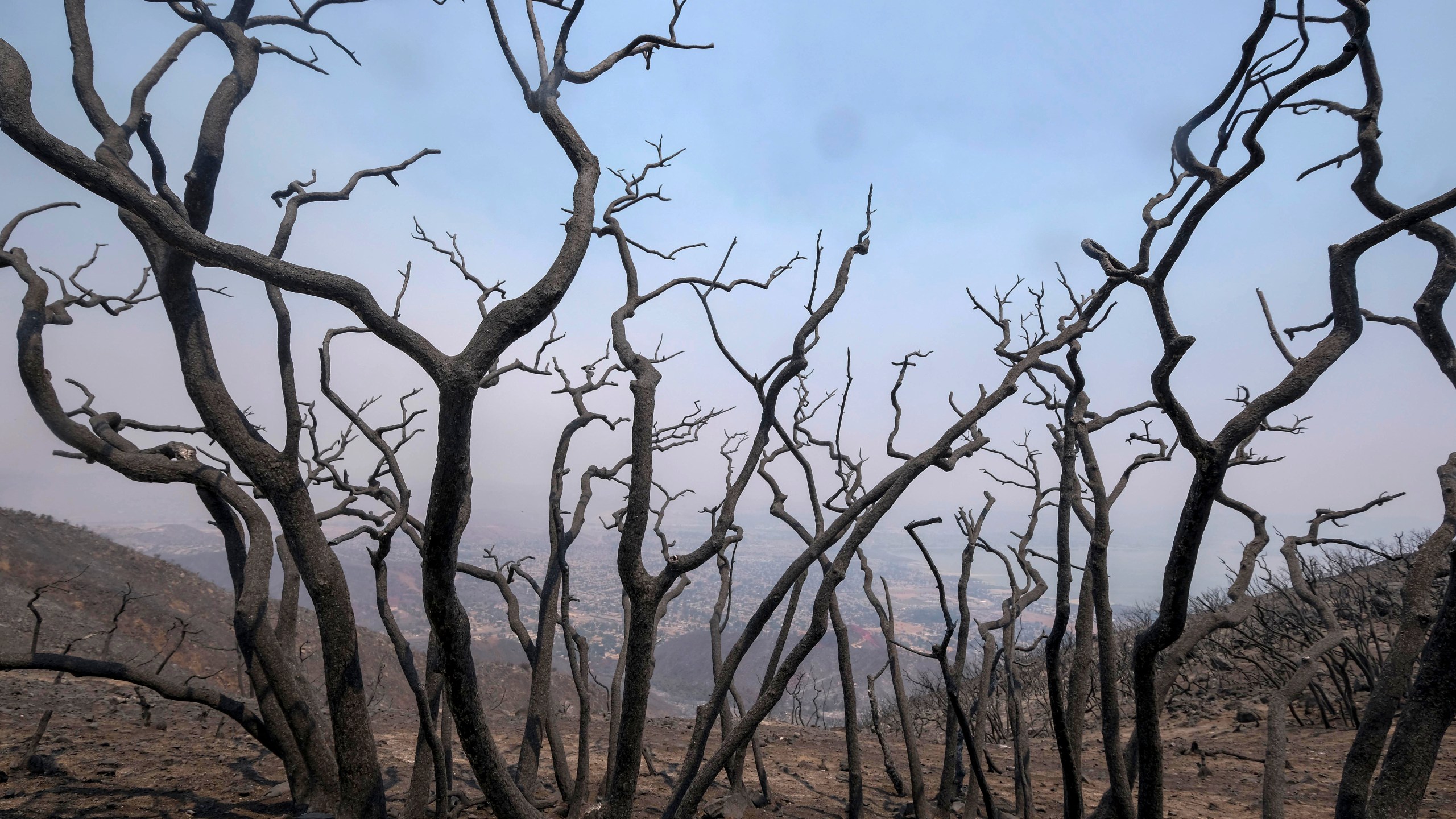 Charred trees remain on burned area at the Holy Fire in Lake Elsinore on Aug. 11, 2018. (Credit: RINGO CHIU/AFP/Getty Images)