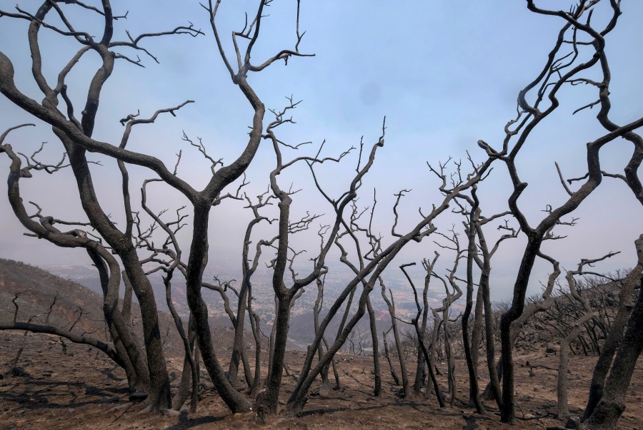 Charred trees remain on burned area at the Holy Fire in Lake Elsinore on Aug. 11, 2018. (Credit: RINGO CHIU/AFP/Getty Images)