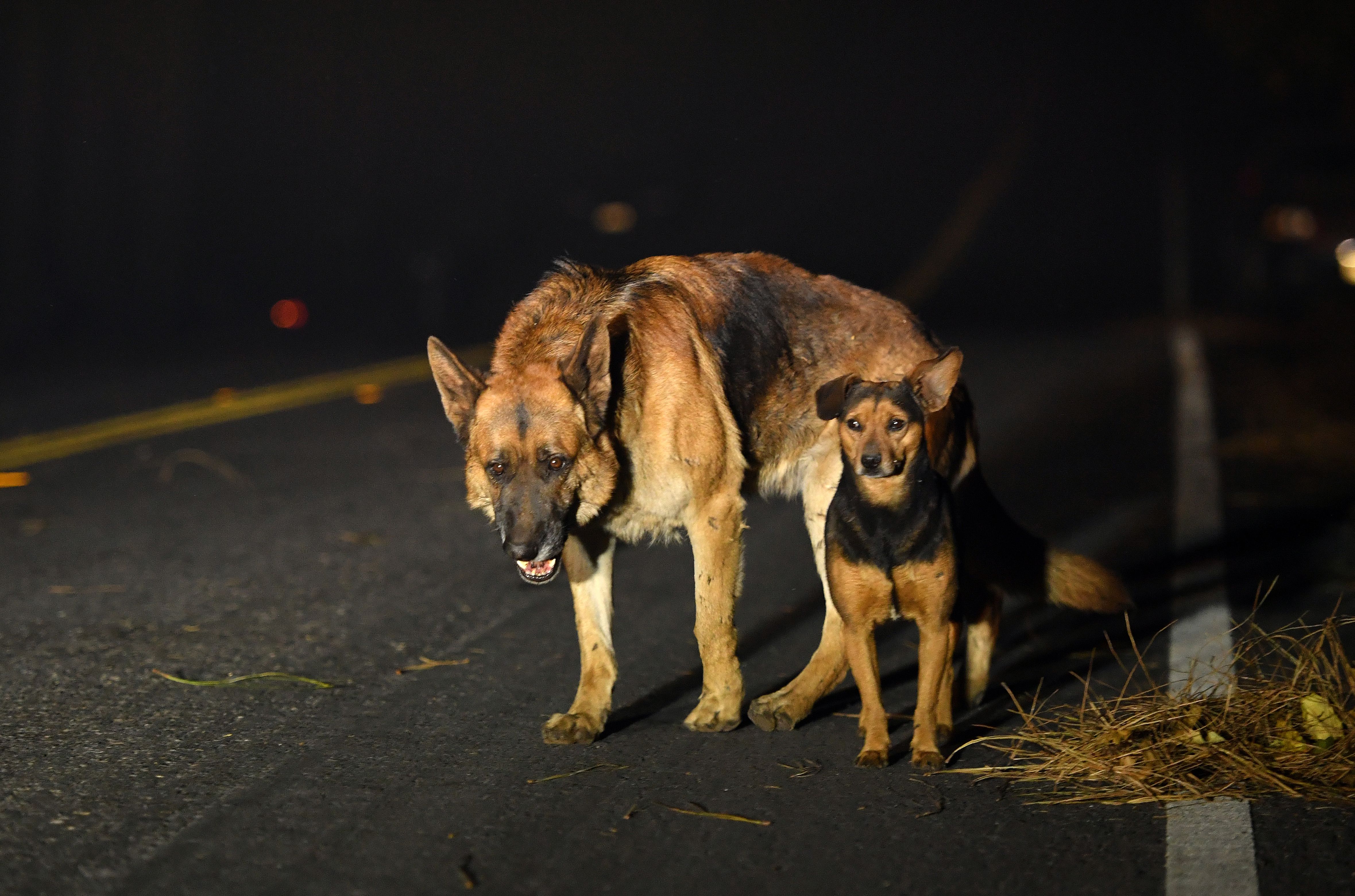 Dogs roam burned out neighborhoods as the Camp fire tears through Paradise, north of Sacramento, California on November 08, 2018. (Credit: JOSH EDELSON/AFP/Getty Images)