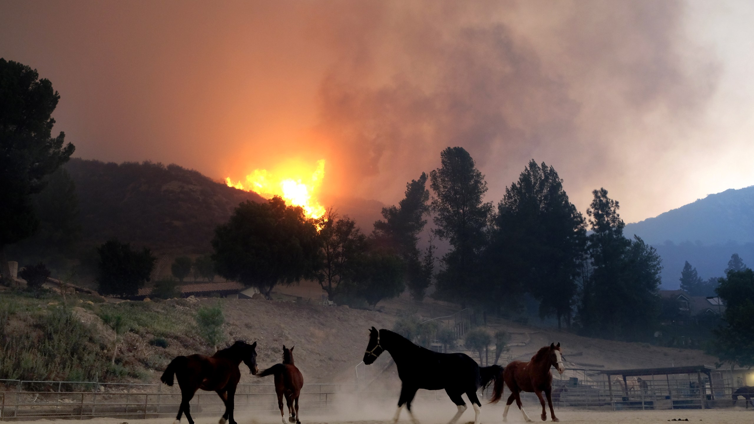 Horses are spooked as the Woolsey Fire moves through the property on Cornell Road near Paramount Ranch on November 9, 2018 inAgoura Hills, California. (Credit: Matthew Simmons/Getty Images)