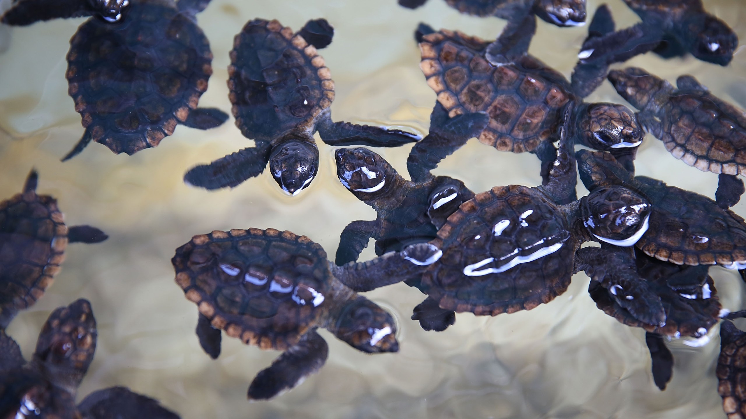 Some of the more than 570 baby sea turtles, including the Loggerhead and Green turtles, are seen before they are released into the Atlantic Ocean on July 27, 2015, in Boca Raton, Florida. (Credit: Joe Raedle/Getty Images)