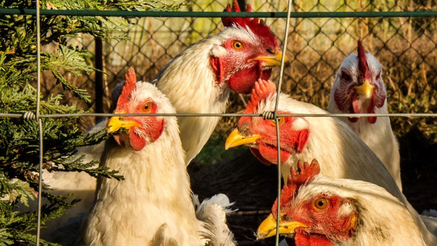 A picture taken on Dec. 6, 2016, shows chickens at a henhouse near Loon-Plage in France. (Credit: PHILIPPE HUGUEN/AFP/Getty Images)