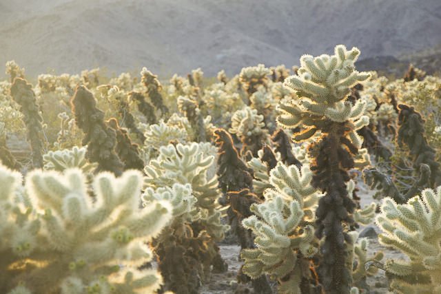 Cacti in the Bigelow Cholla Garden Wilderness within Mojave Trails National Monument is seen in a photo tweeted by Joshua Tree National Park in December 2017.