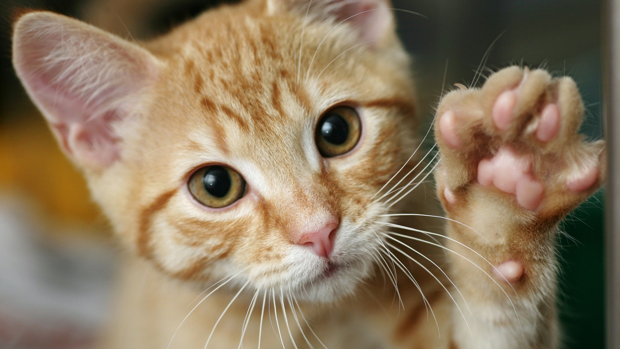 A kitten raises its paw in a file photo. (Credit: Getty Images)