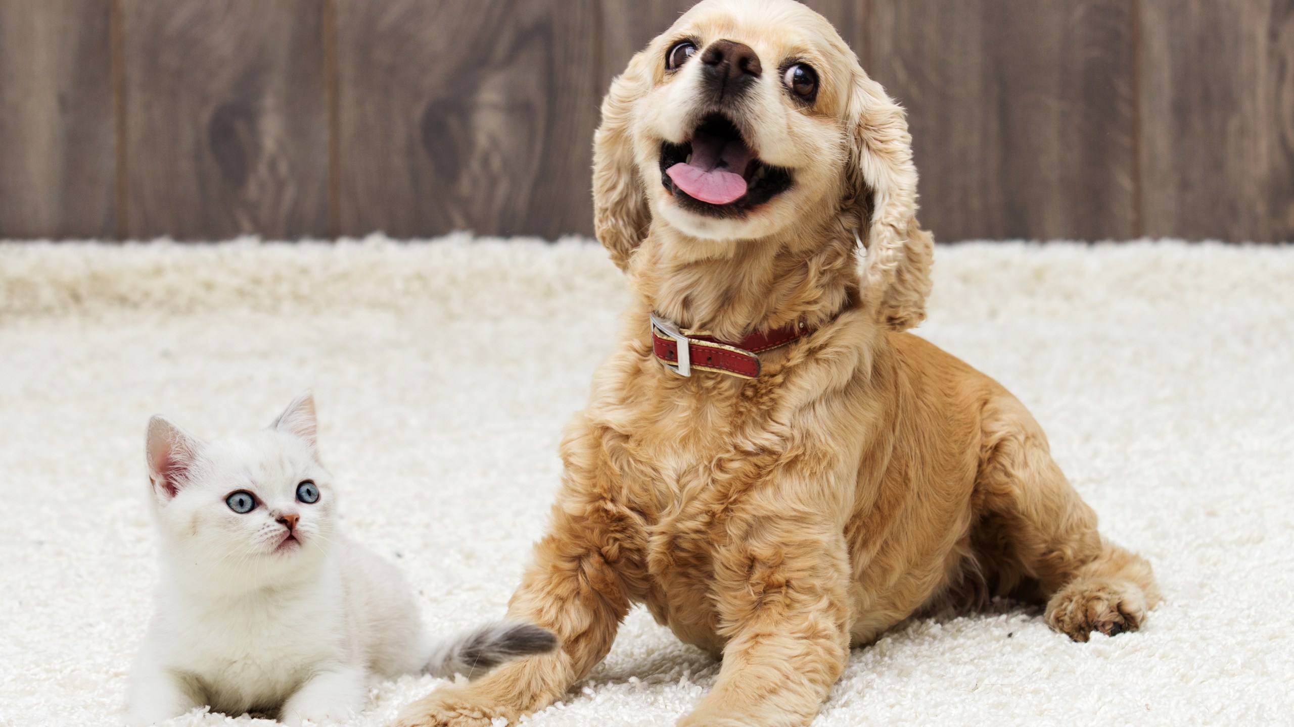 A kitten and a puppy are seen in this file photo. (Credit: Getty Images)