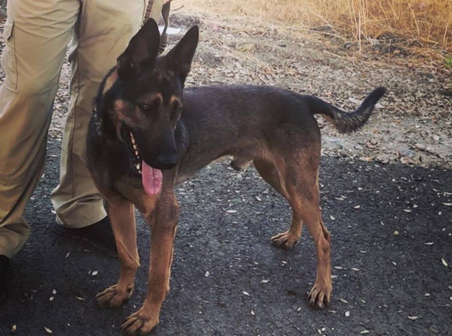 K-9 Bane is seen in a photo released by Tulare police.