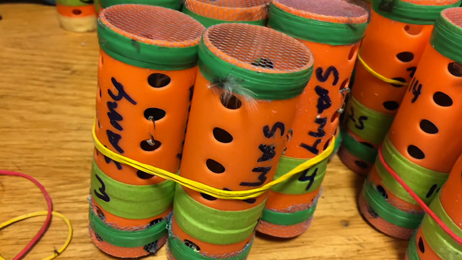 Dozens of finches were found hidden inside hair rollers at JFK Airport on Dec. 8, 2018. (Credit: (U.S. Customs and Border Protection via CNN)