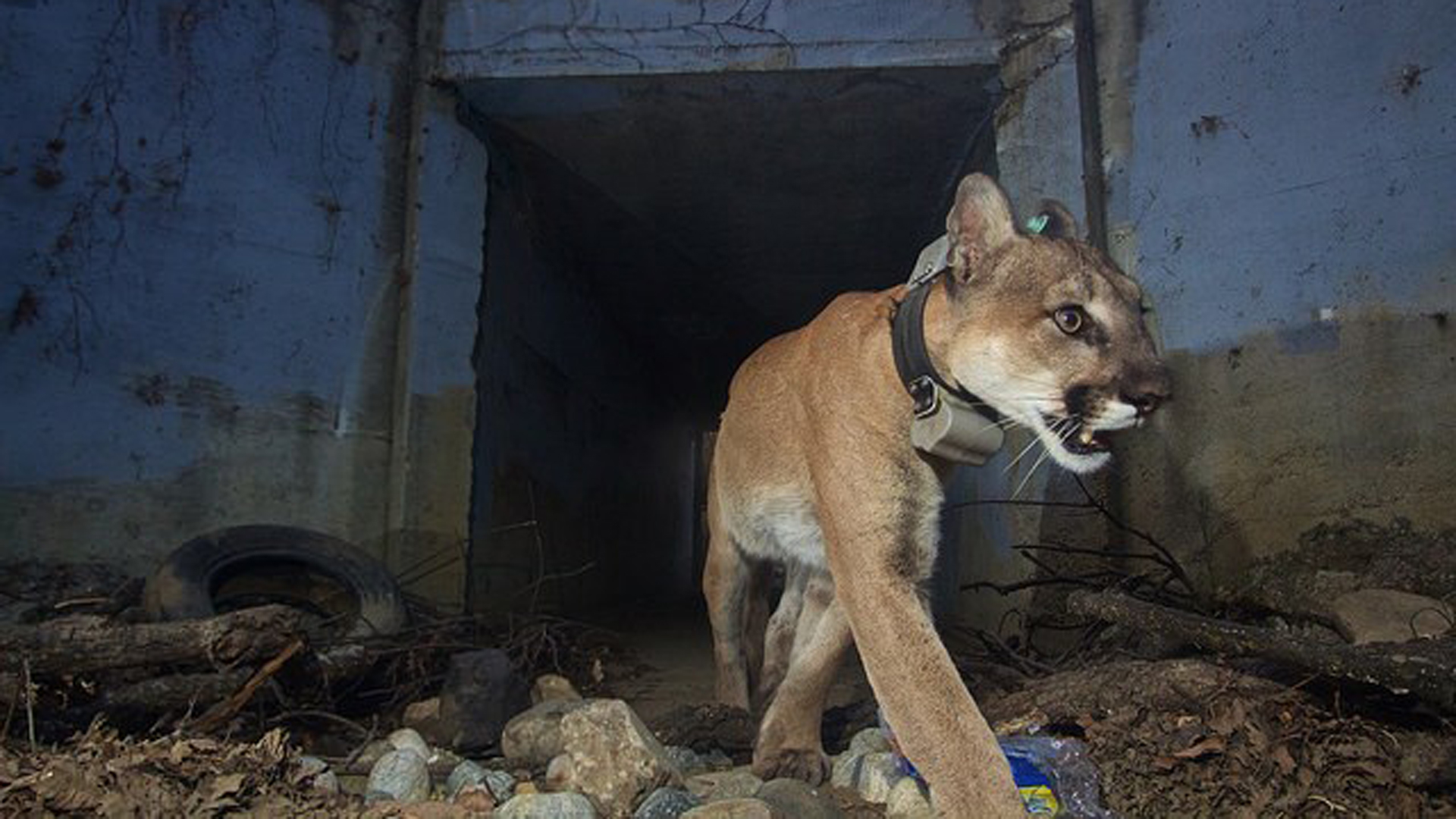 P-64, also known as the "Culvert Cat," is seen in a photo released by the National Park Service.