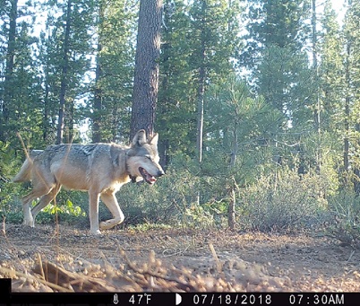 An adult gray wolf is seen in the Lassen National Forest in Northern California on July 18, 2018, in a photo released by the state Department of Fish and Wildlife.