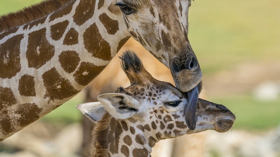 Kumi is seen in a photo posted to the San Diego Zoo Safari Park's Twitter page when he was a few weeks old.