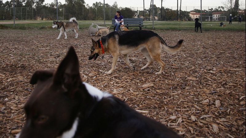 The Brentwood dog park, seen in this undated photo, is a flashpoint in the ongoing debate about development of the VA's West Los Angeles campus for hundreds of homeless veterans. (Credit: Katie Falkenberg / Los Angeles Times)