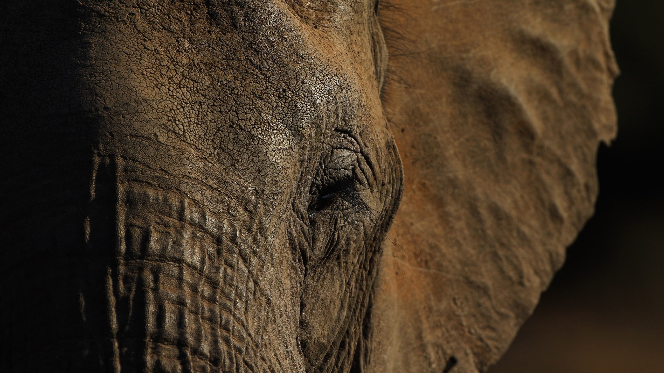 Detail of an elephant at the Mashatu game reserve on July 26, 2010 in Mapungubwe, Botswana. (Credit: Cameron Spencer/Getty Images)