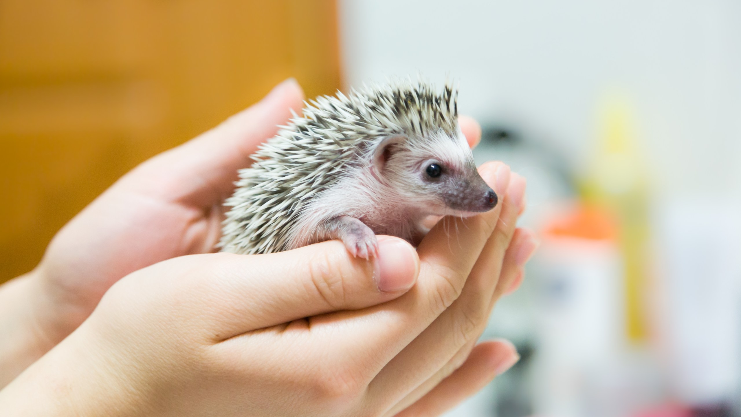 A hedgehog is seen in this file photo. (Getty Images)