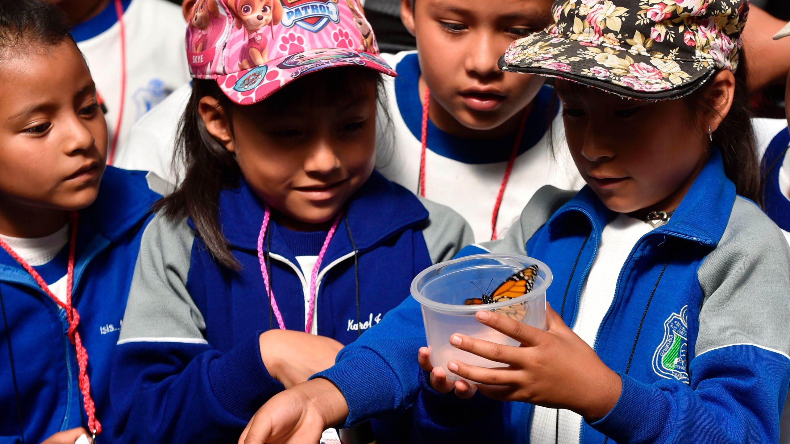 Children look at a Monarch butterfly at a butterfly farm in the Chapultepec Zoo in Mexico City on April 7, 2017. (Credit: PEDRO PARDO/AFP/Getty Images)