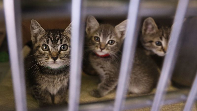 Kittens peer out of their crate at the Chesterfield Square Animal Shelter in Los Angeles in this undated photo. (Credit: Allen J. Schaben / Los Angeles Times)