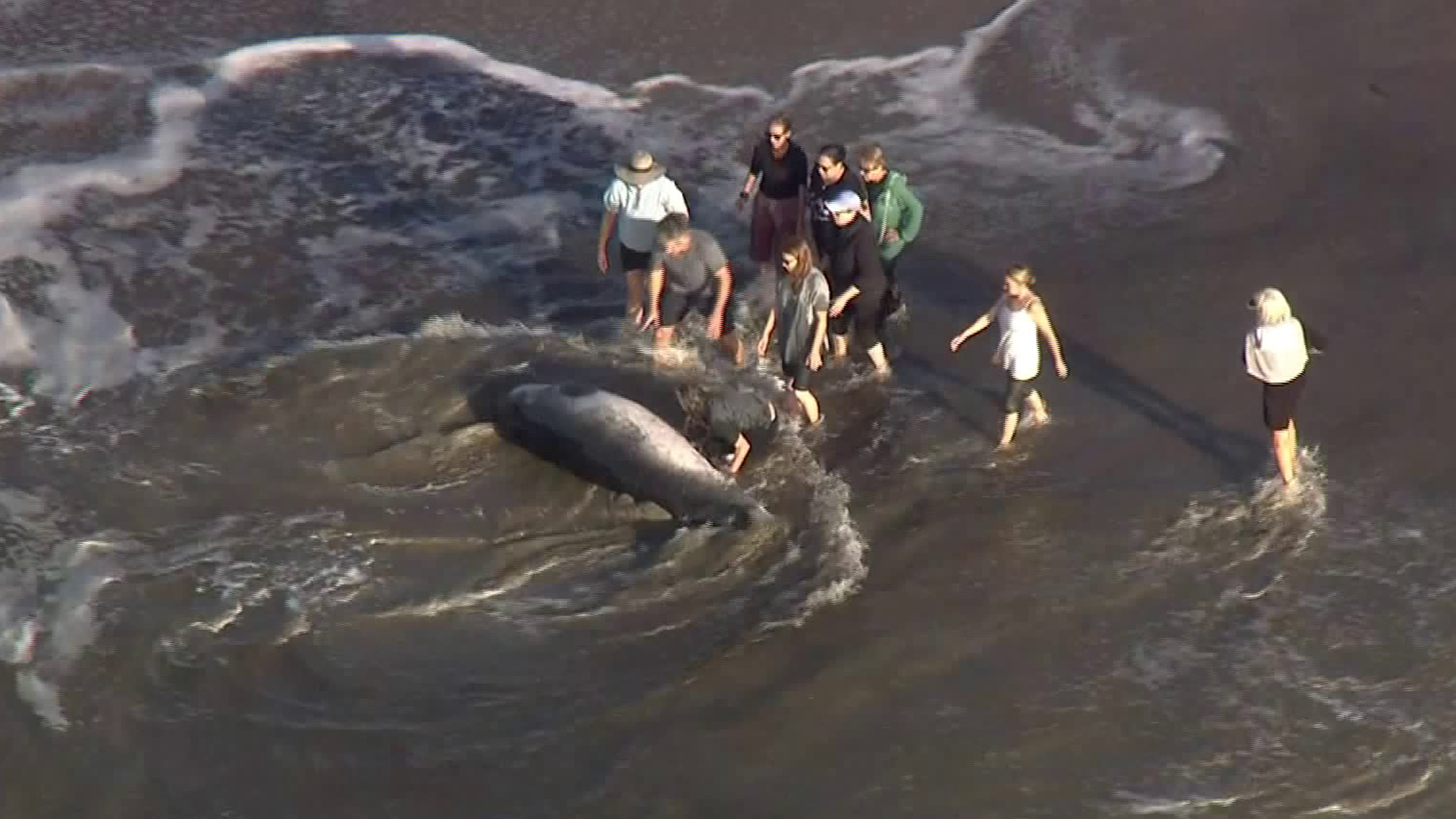 Bystanders worked to rescue a beached whale on Zuma Beach on Jan. 18, 2019. (Credit: KTLA)