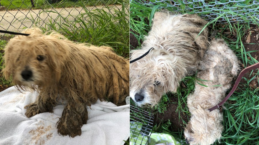 The San Diego Humane Society released these photos of the abandoned dogs.