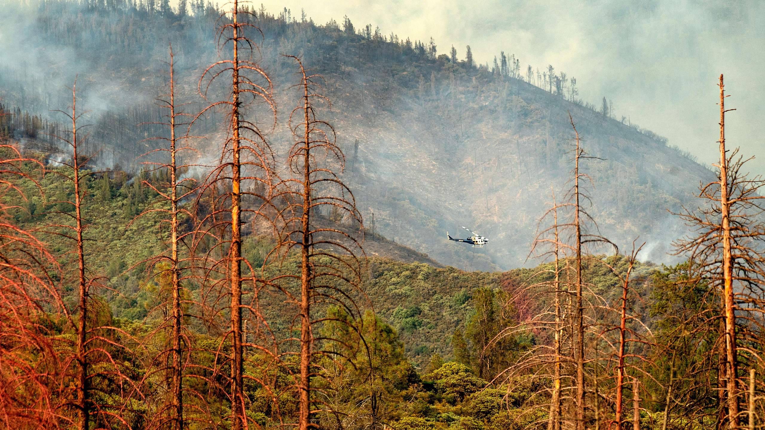 Dead trees line a clearing as a helicopter battling the Ferguson fire passes behind in the Stanislaus National Forest on July 22, 2018. (Credit: NOAH BERGER/AFP/Getty Images)