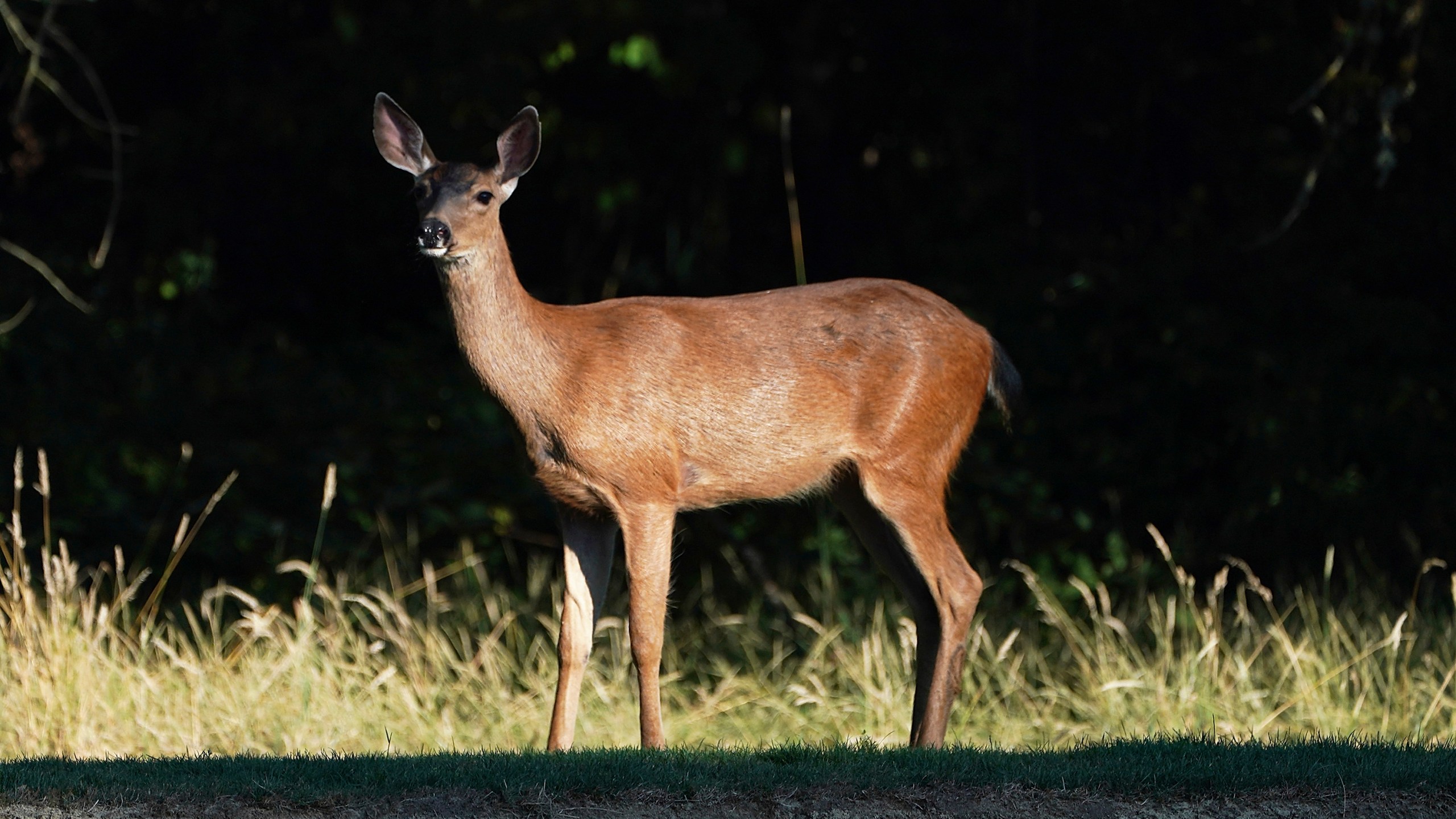 A deer wanders along the fairway on the 14th hole during the third round of the WinCo Foods Portland Open on August 18, 2018 in Portland, Oregon. (Credit: Steve Dykes/Getty Images)