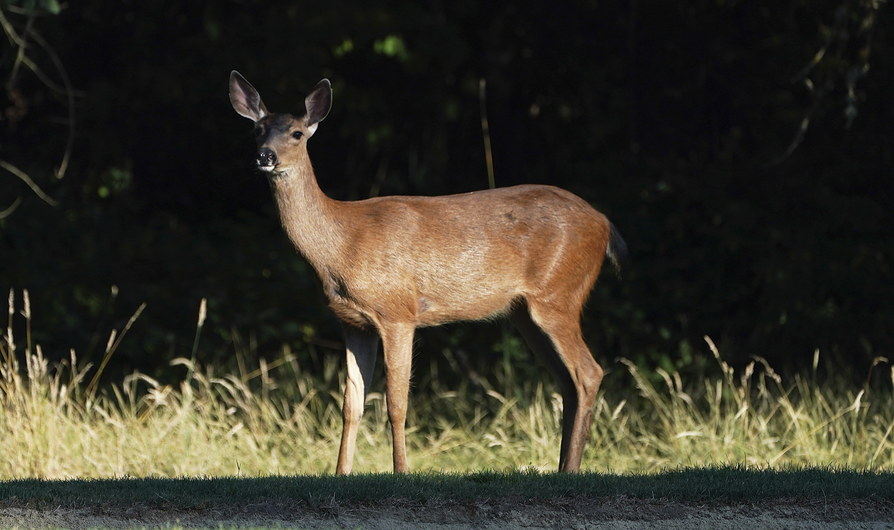 A deer wanders along the fairway on the 14th hole during the third round of the WinCo Foods Portland Open on August 18, 2018 in Portland, Oregon. (Credit: Steve Dykes/Getty Images)