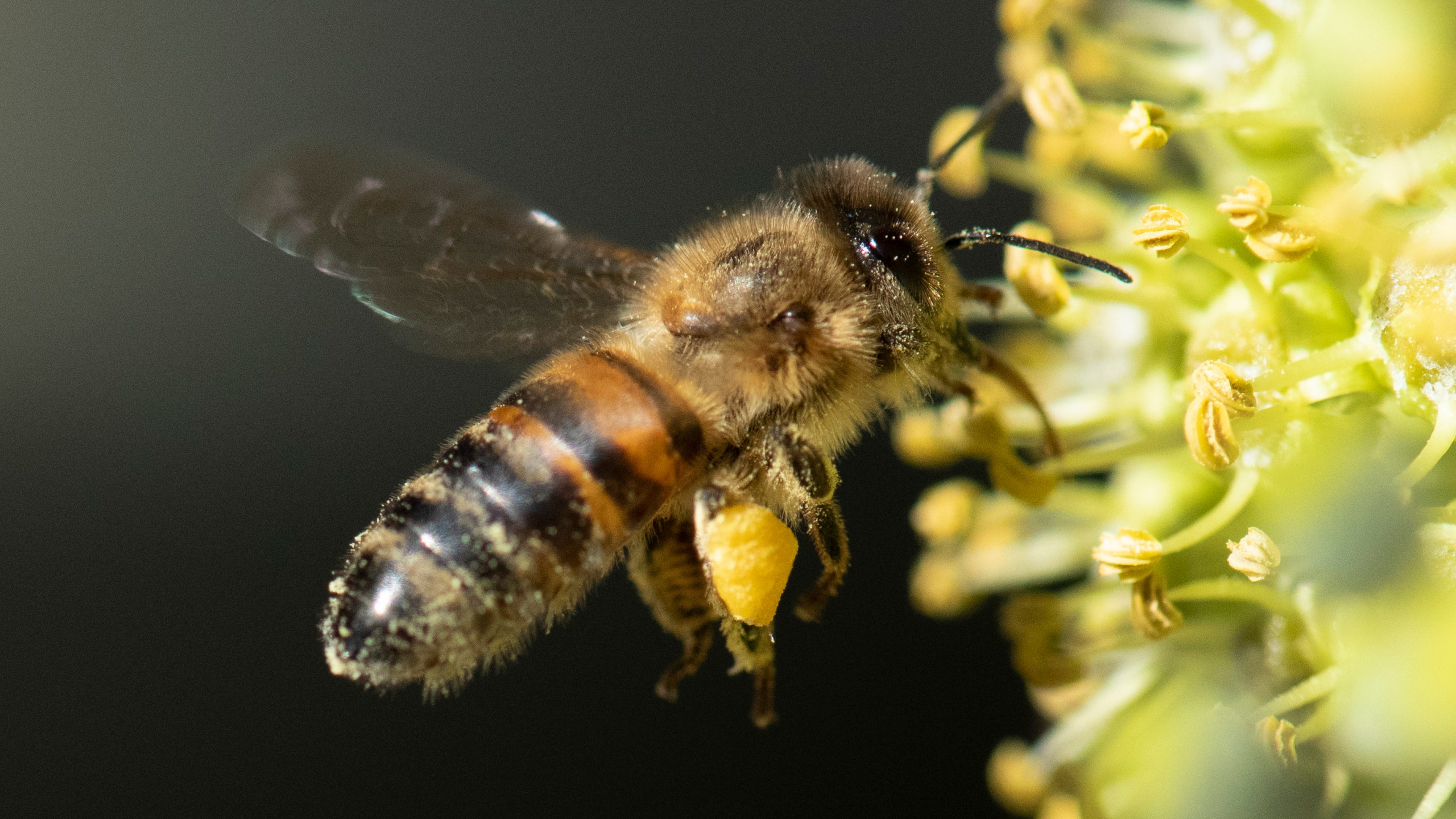 A honey bee lands on a blooming ivy in Ludwigsburg, southwestern Germany, on Oct. 5, 2018. (Credit: Thomas Kienzle/AFP/Getty Images)