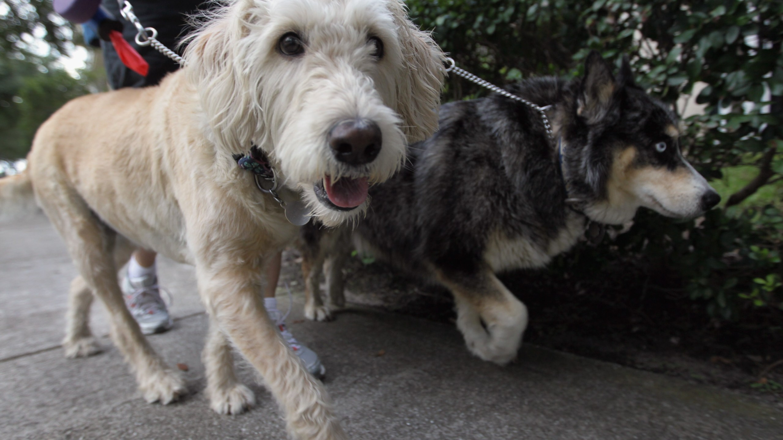 Dogs are walked in The Village of Abacoa condominium complex in Jupiter, Fla. on June 30, 2011. The complex was doing DNA testing on dog poop left there to track down the dogs' owners and fine them. (Credit: Joe Raedle/Getty Images)