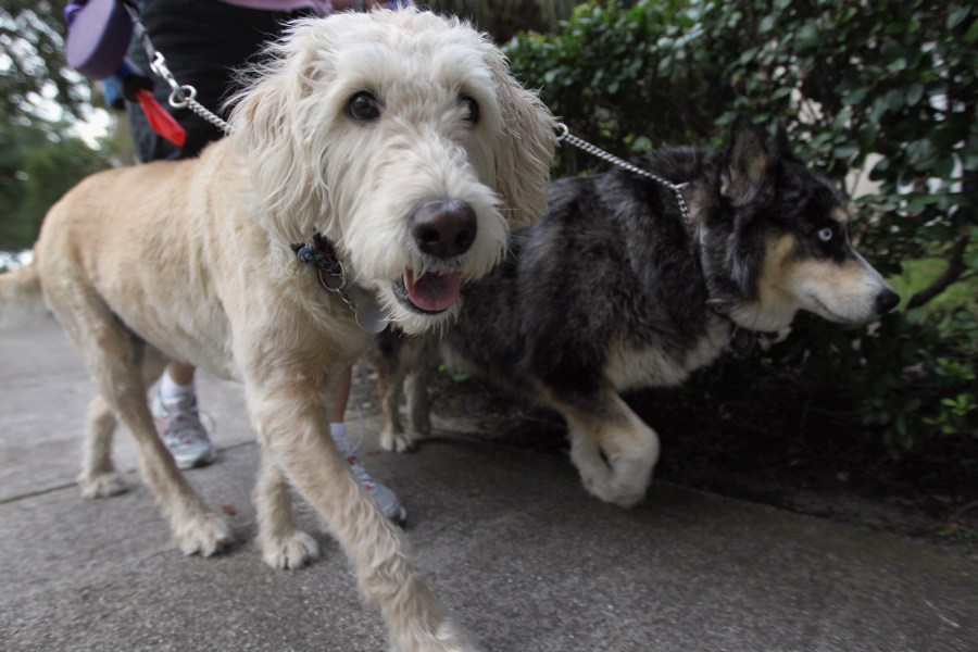 Dogs are walked in The Village of Abacoa condominium complex in Jupiter, Fla. on June 30, 2011. The complex was doing DNA testing on dog poop left there to track down the dogs' owners and fine them. (Credit: Joe Raedle/Getty Images)