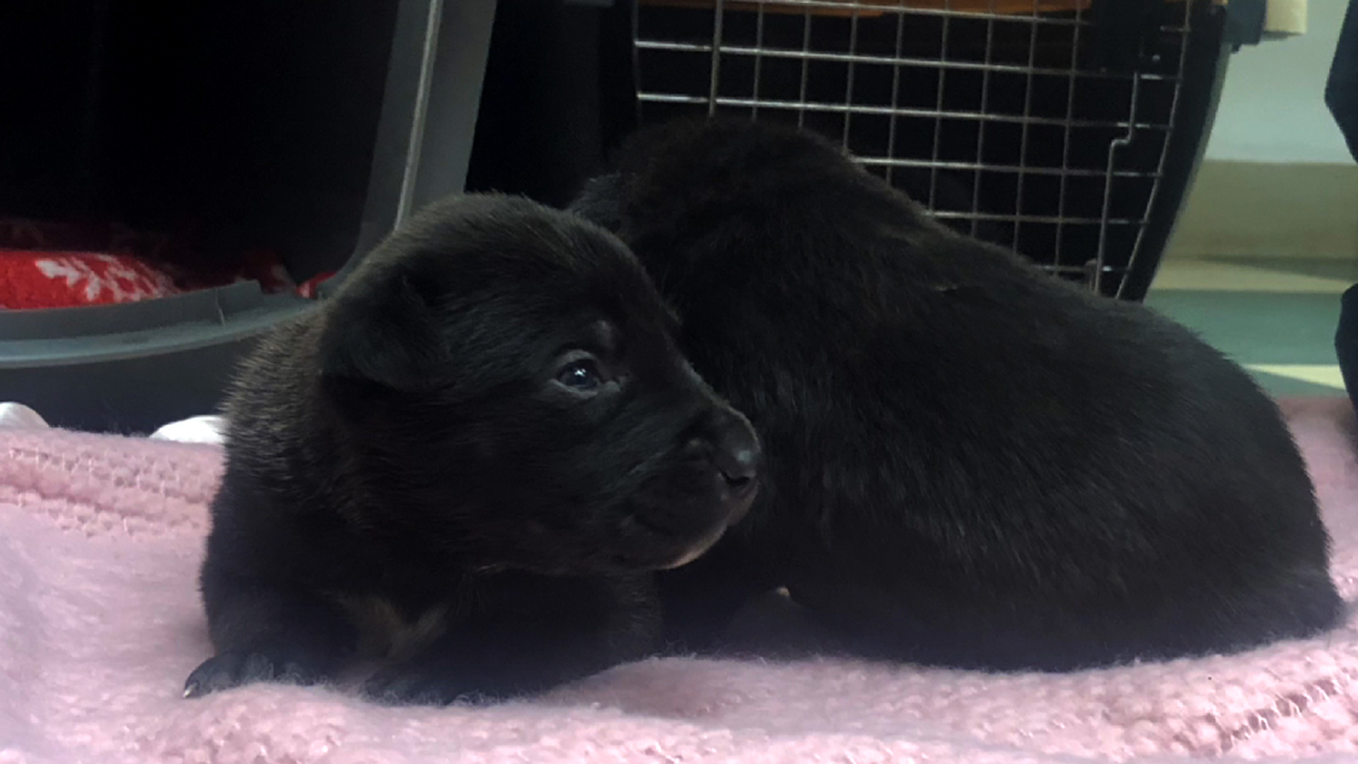 Two young puppies that were found abandoned in cruel condition in Escondido are seen in a photo released by the San Diego Humane Society on Feb. 1, 2019.