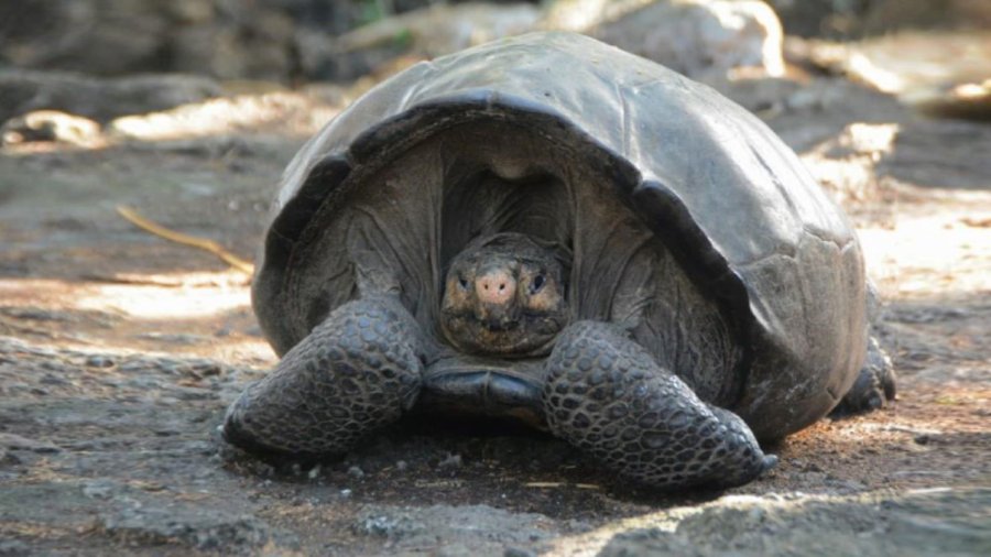 The Fernandino Giant Tortoise was thought to be extinct, but was seen earlier this week for the first time in 103 years. (Credit: Ministry of the Environment)