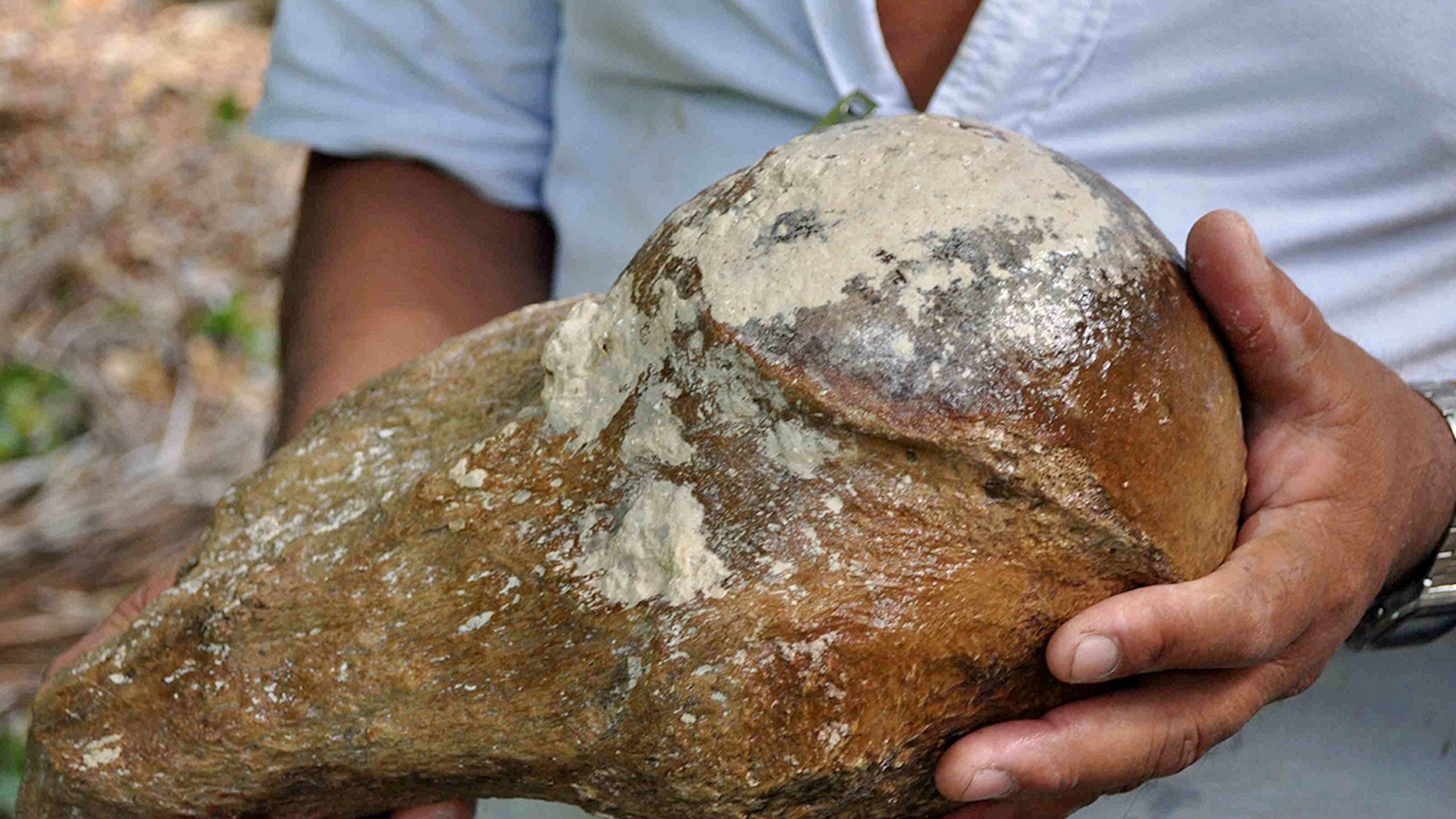 Part of an extinct giant sloth's upper humerus was recovered. (Credit: Lisa J Lucero//VOPA via CNN)