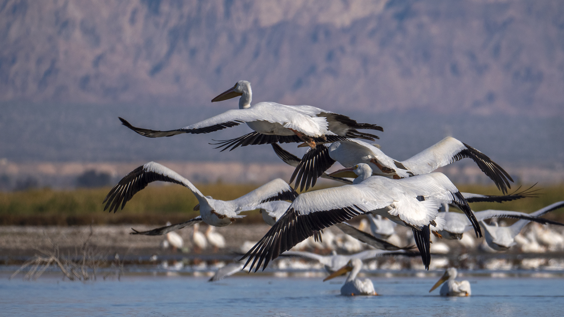 White pelicans, which used to mass here by the tens of thousands during winter months, fly over the Salton Sea near Calipatria on Jan. 1, 2019. (Credit: David McNew / Getty Images for Lumix)