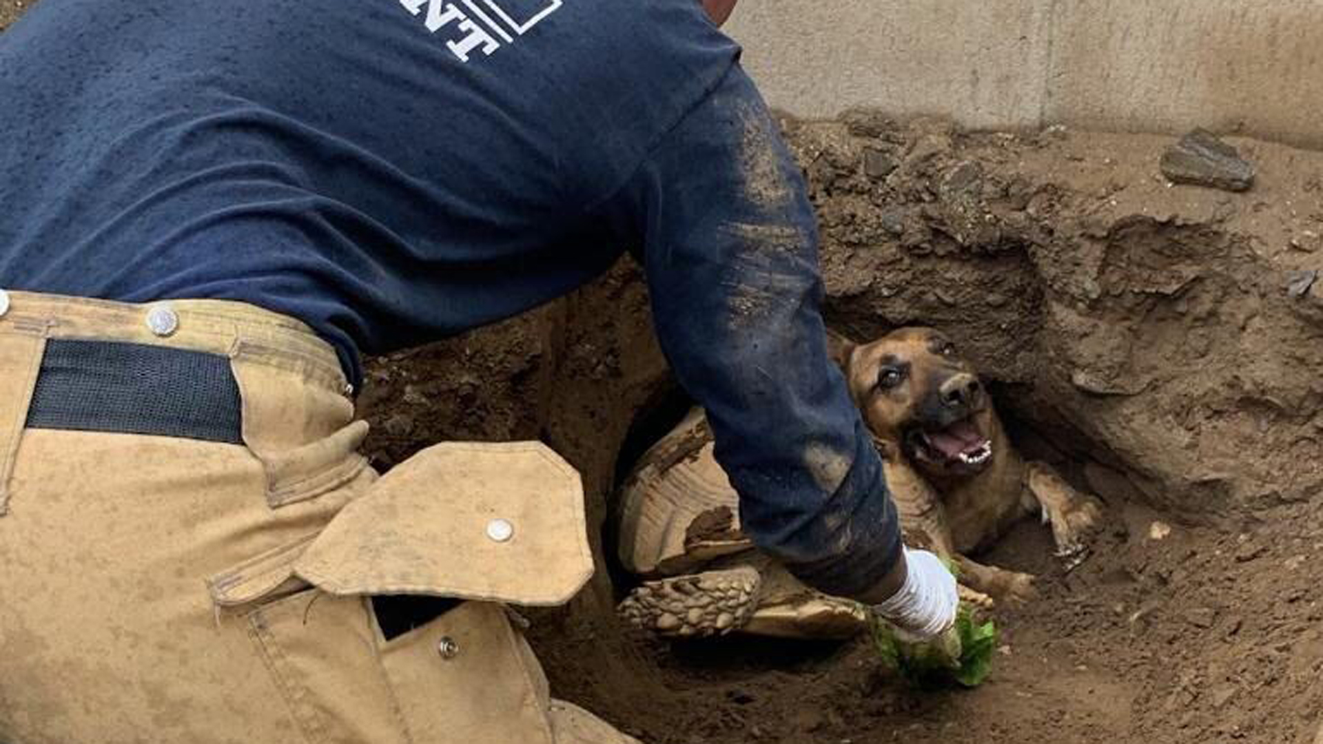 Firefighters work to rescue a tortoise and a German shepherd dog that became trapped in a hole in Fontana on Feb. 20, 2019. (Credit: San Bernardino Sheriff's Department)