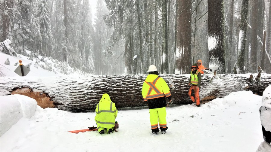 This photo of a winter storm in Sequoia and Kings Canyon National Park was released by the park's officials on Twitter on Feb. 8, 2019.