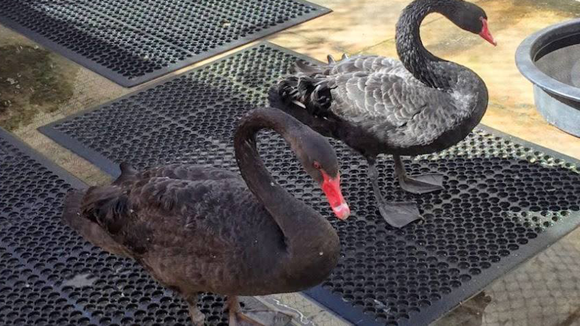 A pair of black swans found on Balboa Island is seen in a photo released by the Wetlands & Wildlife Care Center in Huntington Beach on Feb. 12, 2019.