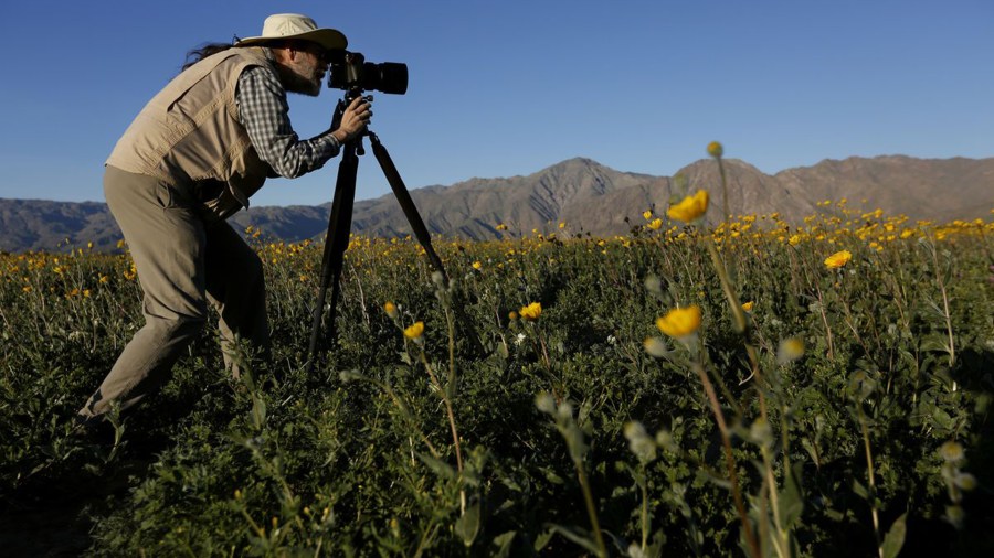 Mike Lightner photographs flowers, in the Anza Borrego Desert State Park in San Diego County in March 2017. (Credit: Francine Orr / Los Angeles Times)