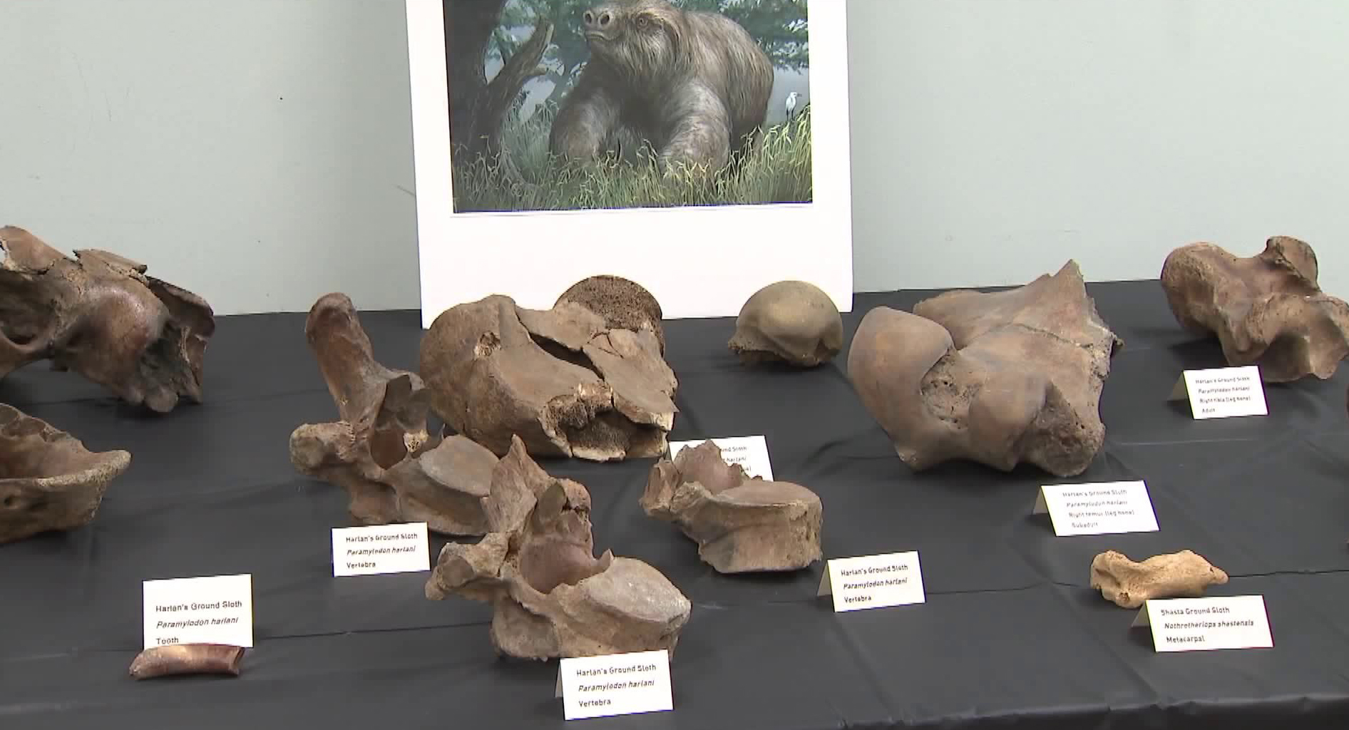 Metro officials were at the La Brea Tar Pits on March 4, 2019 to unveil ice age fossils crews found during excavation work for the Purple Line extension project. (Credit: KTLA)