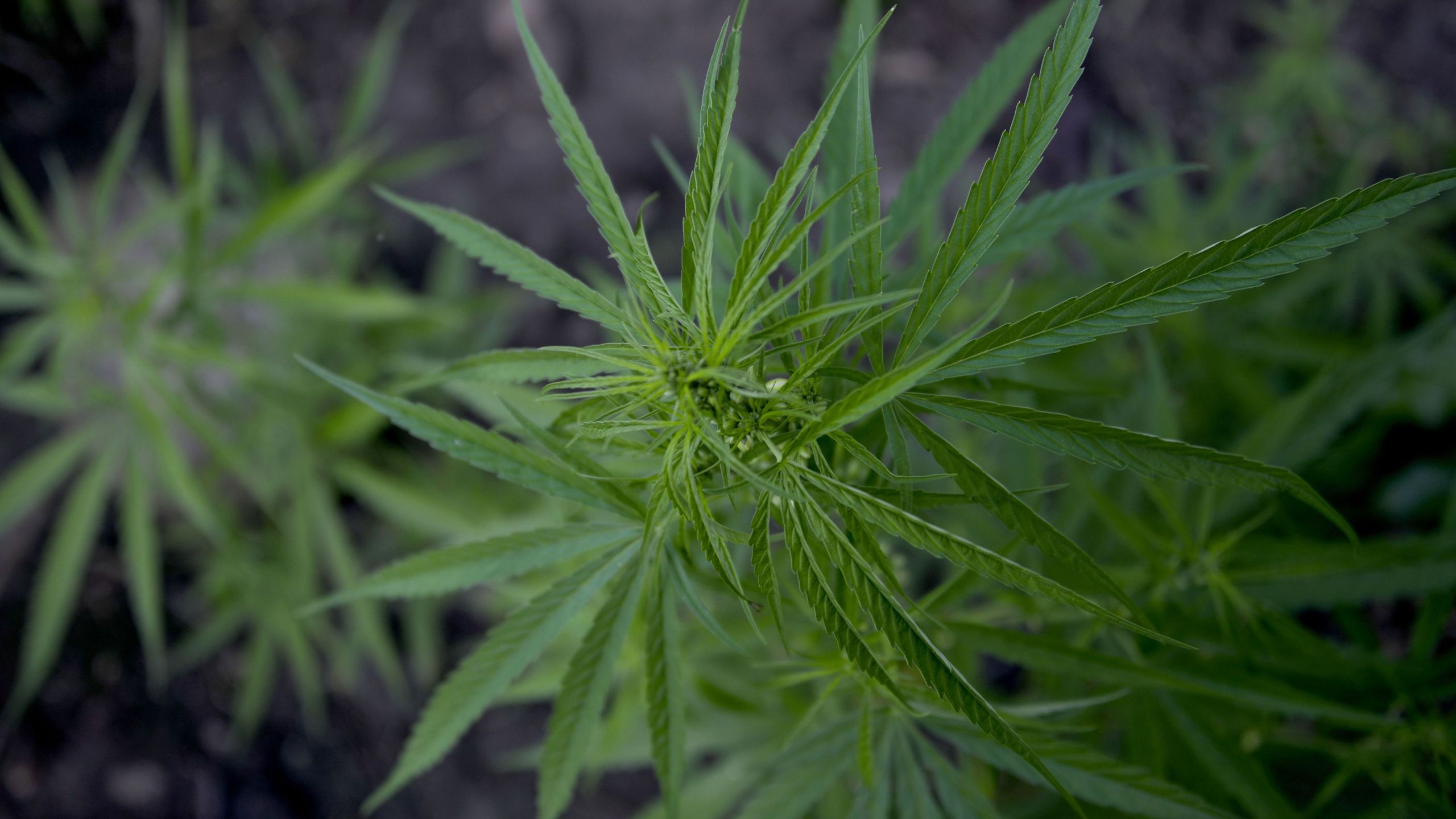 Marijuana leafs are pictured during a police raid on 3 hectares of marijuana plantation in Montasik, Aceh province on March 6, 2019. (Credit: Chaideer Mahyuddin/AFP/Getty Images)