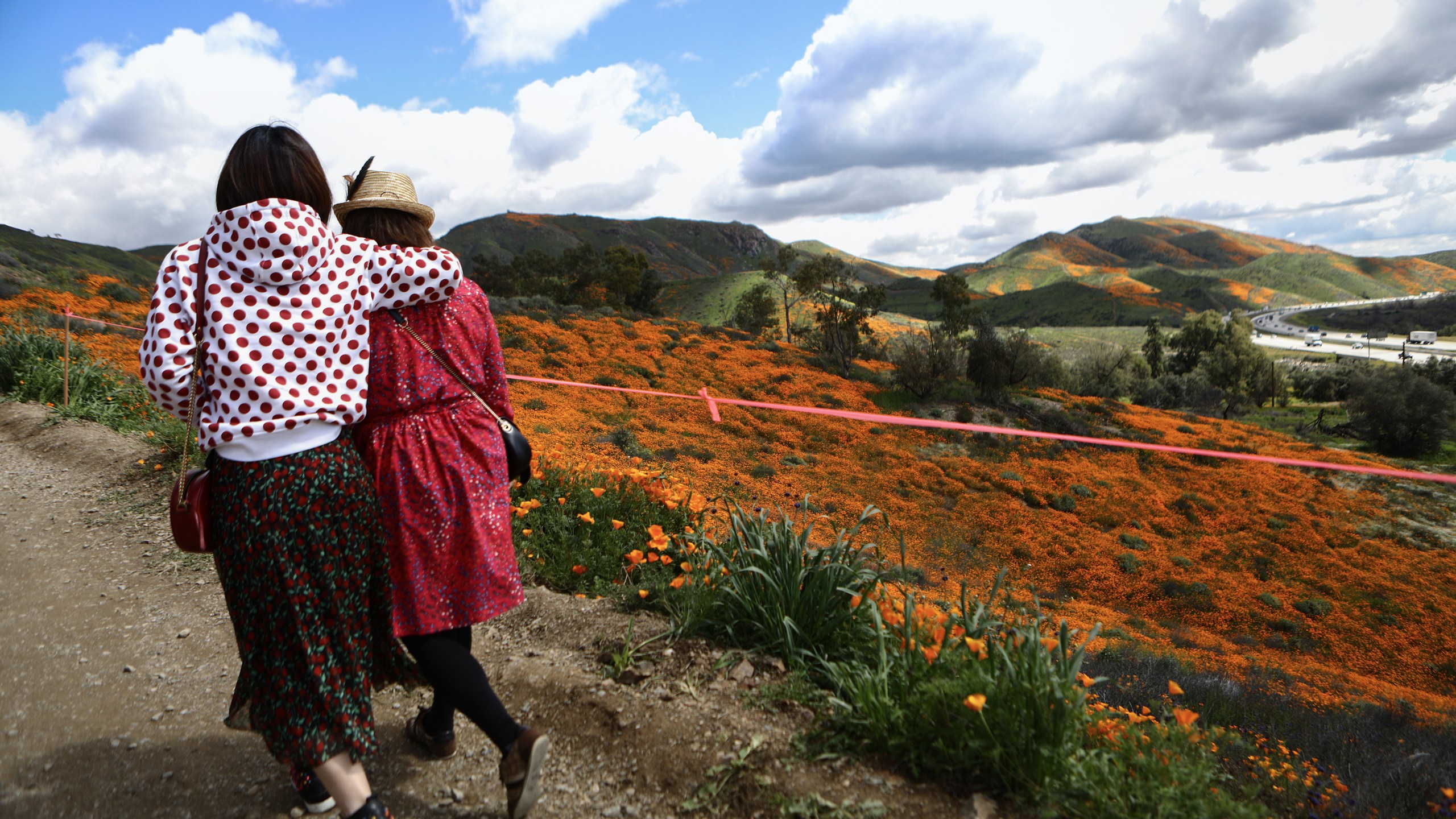 California Superbloom