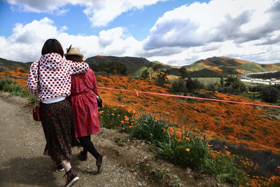 California Superbloom