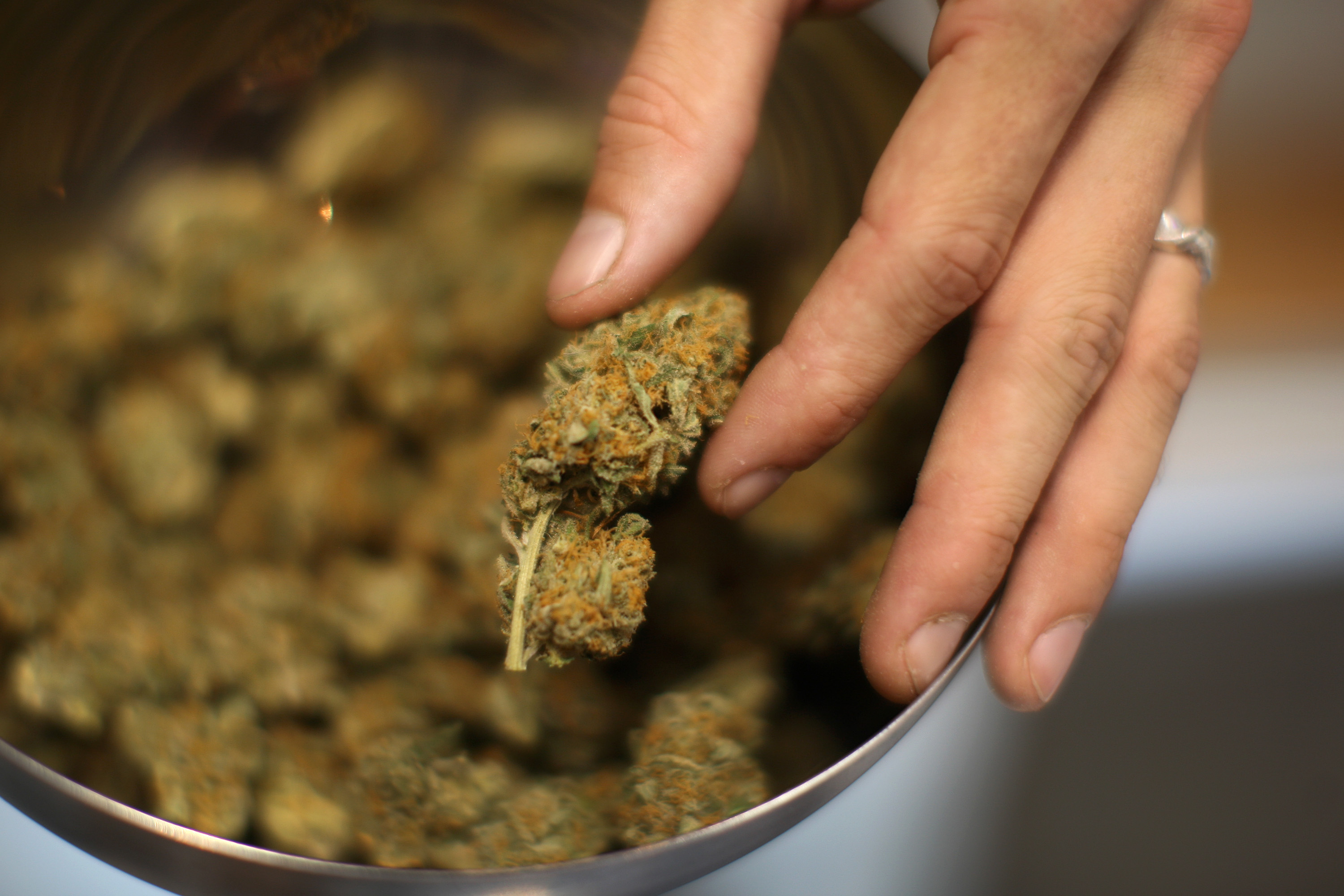 A budtender handles marijuana at a medical marijuana dispensary in Los Angeles on Sept. 7, 2012. (Credit: David McNew / Getty Images)