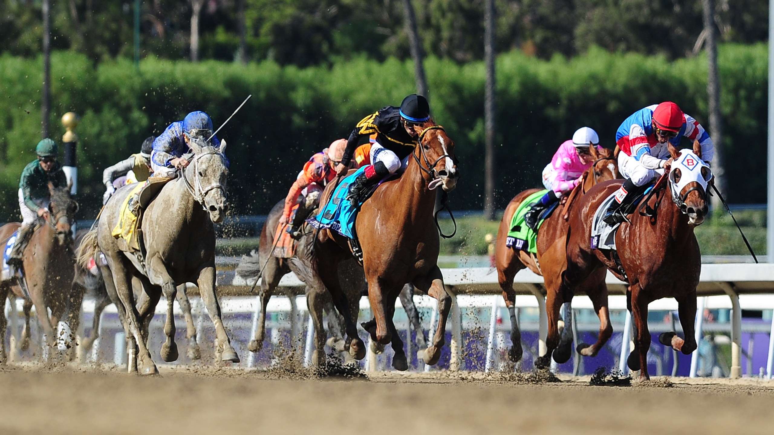 Horses run during a race at the Santa Anita Park race track in Arcadia on Nov. 2, 2013. (Credit: Frederic J. Brown/AFP/Getty Images)